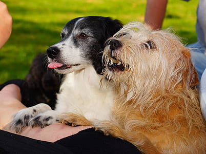two medium long-coated tan-black-and-white dog sits on grass field during daytime thumbnail