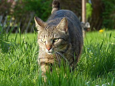 selective focus photo of silver tabby cat standing on green grass field thumbnail