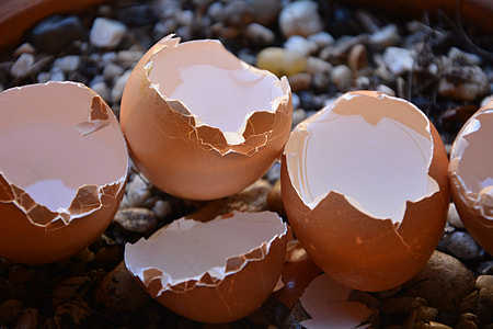 selective focus photography of eggshells filled with water thumbnail