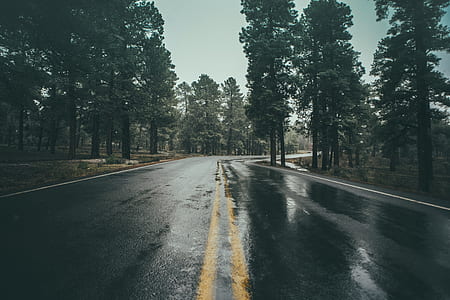 gray concrete road in between trees at daytime thumbnail