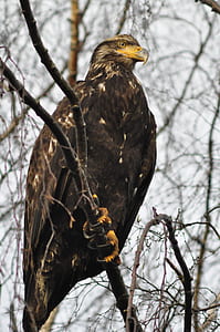black and brown bird thumbnail