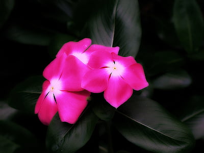 three pink flowers thumbnail