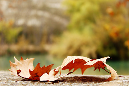 two brown dry leaves thumbnail