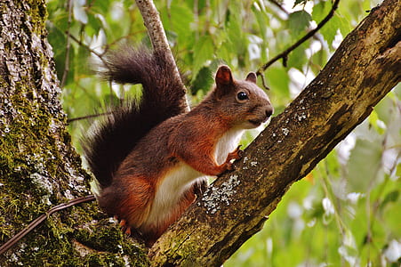squirrel on top of tree branch thumbnail