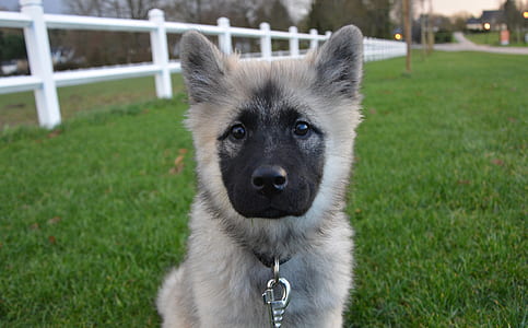long-coated tan and black puppy sitting on grass field during daytime thumbnail