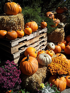 bunch of pumpkins on pallet thumbnail