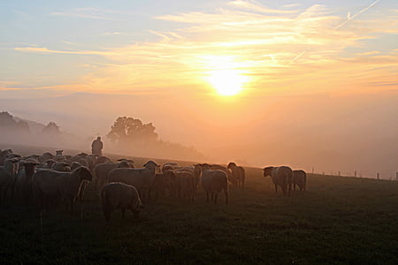 herd of cows during daytime thumbnail
