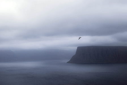 flight, nature, sky, bird thumbnail