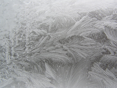 photo of tree leaves sketch thumbnail