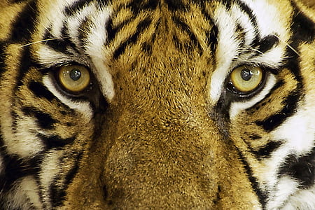 tiger face thumbnail