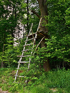 brown wooden ladder on tree thumbnail