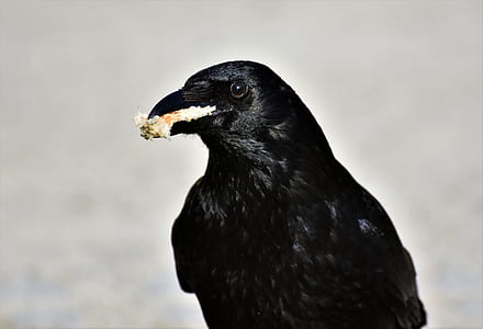black bird thumbnail