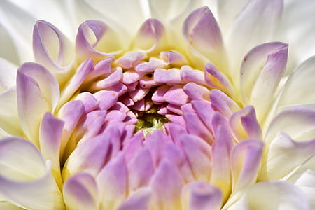 white and blue unbloom flower thumbnail
