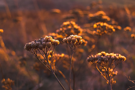 tilt shift photography of flowers thumbnail