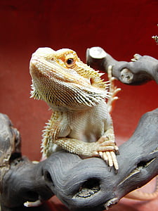 bearded dragon on branch thumbnail