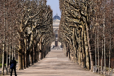 brown road surrounded by trees thumbnail