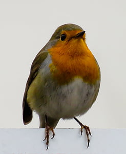 closeup photo of European robin bird thumbnail