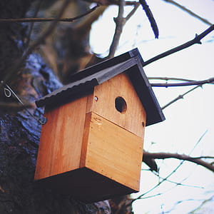 shallow focus photography of brown and black wooden bird house thumbnail