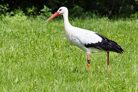 Long-beaked White and Black Bird Walking on Green Grass thumbnail