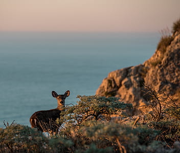 brown deer near green leafed plants thumbnail
