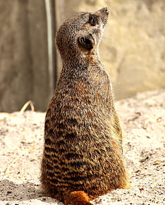 brown meerkat on ground thumbnail