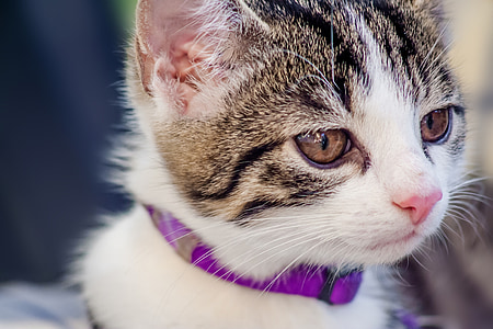 shallow focus photography of brown Tabby kitten thumbnail