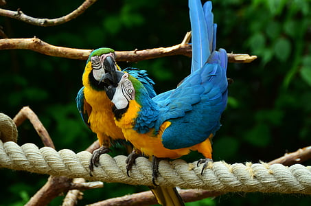 two blue-and-yellow birds thumbnail