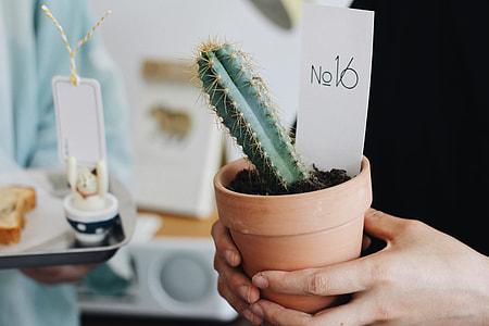 person holding pot of cactus next to white ceramic pot thumbnail