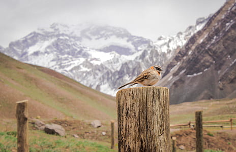 brown bird on the top of the trunk thumbnail