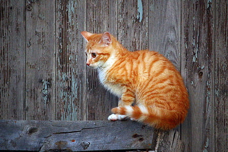 orange and white tabby cat sitting on corner beside black wooden wall thumbnail