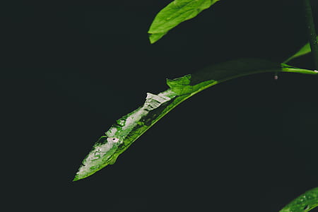 water droplets on green leaf thumbnail