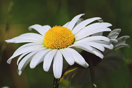 white-and-yellow chamomile flowers closeup photography thumbnail