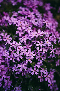 Closeup view of nature thumbnail