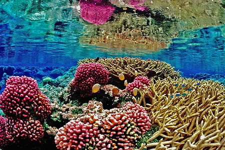 underwater photography of corals thumbnail