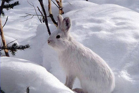 white rabbit standing on ice field thumbnail