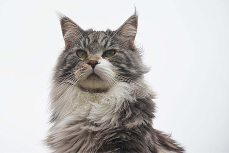 white and grey long coated cat thumbnail