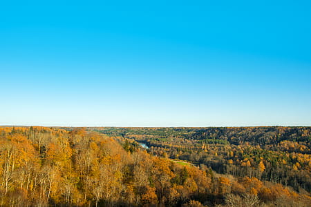 Landscape Photography of Brown Forest Under Blue Clear Sky thumbnail