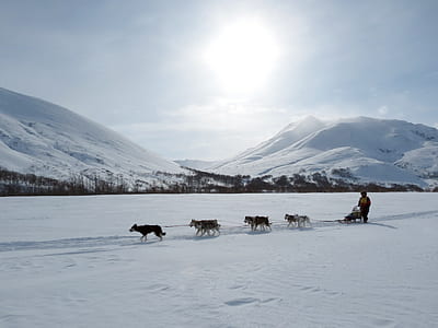 person riding sled pulled by dogs thumbnail