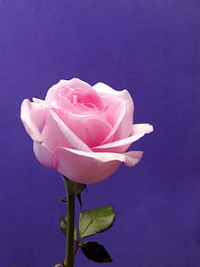 Pink rose against violet background. thumbnail
