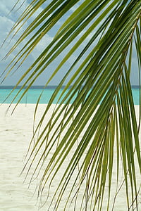 palm tree at beach thumbnail