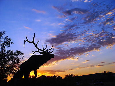 silhouette of moose under clear cloudy sky thumbnail