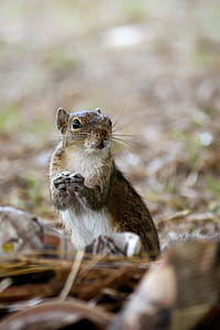 Macro Photography of Brown Rodent thumbnail