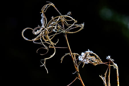 selective focus photography of withered flower thumbnail