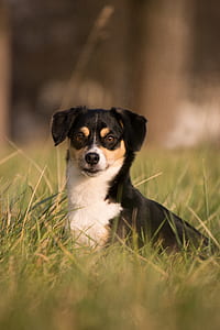 small short-coated black and white dog on grass field thumbnail