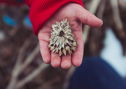 selective focus photography of brown withered flower on person's hand thumbnail