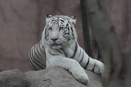 white tiger lying on rock thumbnail