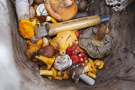 pile of fungi thumbnail