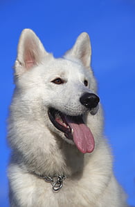 short-coated white dog thumbnail