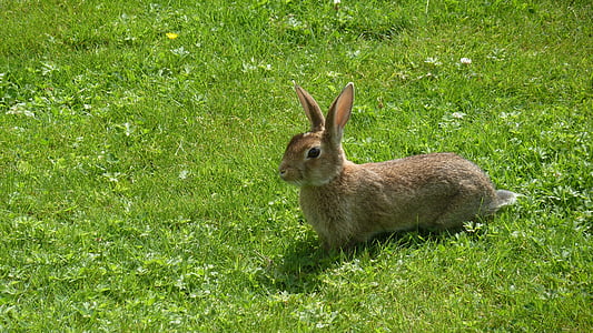 brown rabbit on green grass at daytime thumbnail