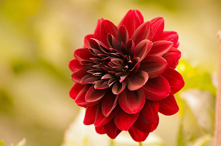 red dahlia flower closed up shot thumbnail